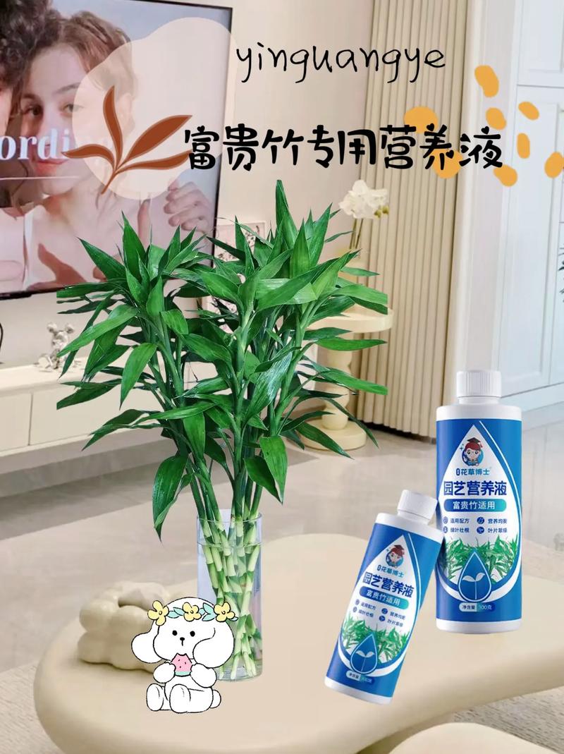 富贵竹放什么药生根快,富贵竹里加什么药可以长的好-第5张图片-优品飞百科 富贵竹放什么药生根快,富贵竹里加什么药可以长的好-第5张图片-优品飞百科