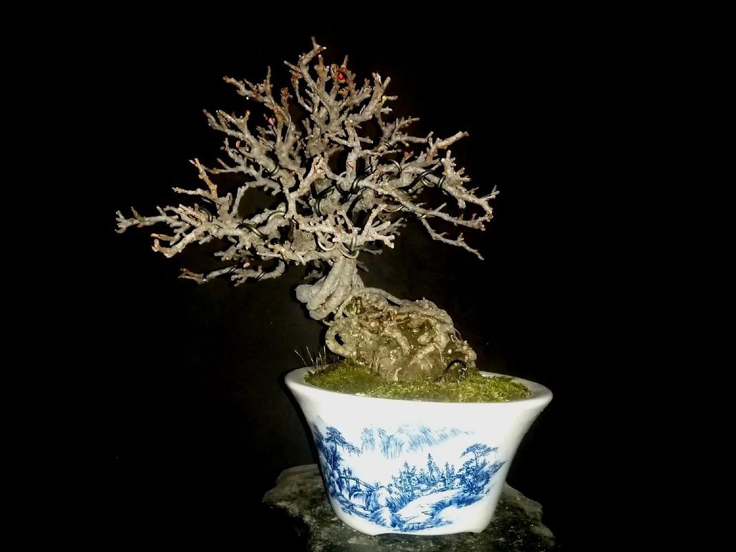 养长寿梅的注意事项，长寿梅盆栽？-第1张图片-优品飞百科