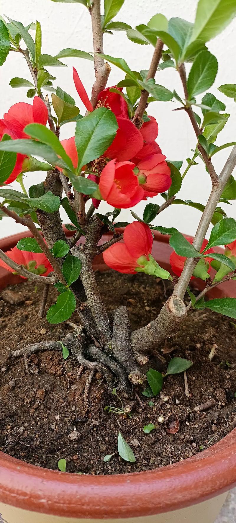 养长寿梅的注意事项，长寿梅盆栽？-第2张图片-优品飞百科