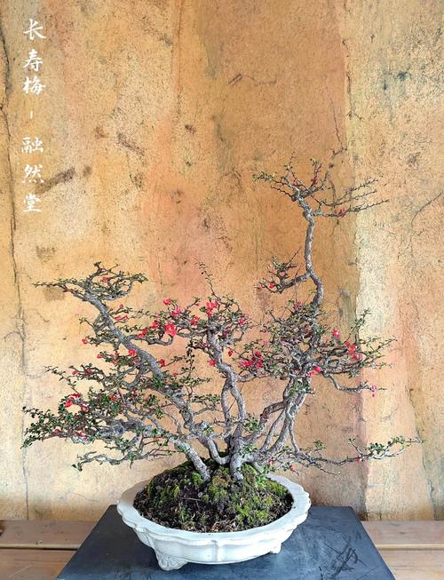 养长寿梅的注意事项，长寿梅盆栽？-第3张图片-优品飞百科