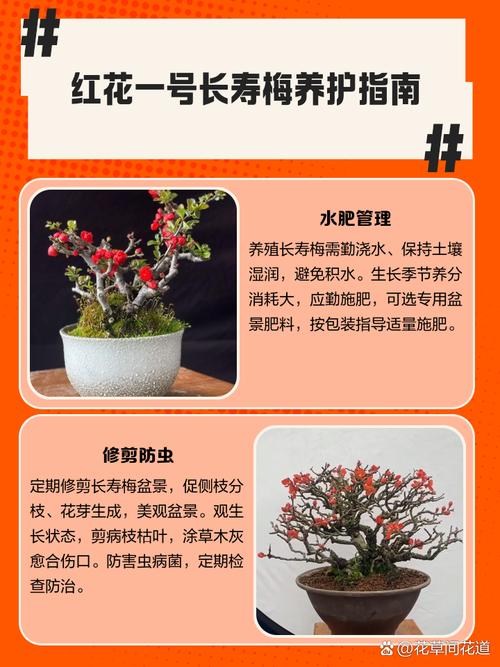 养长寿梅的注意事项，长寿梅盆栽？-第4张图片-优品飞百科