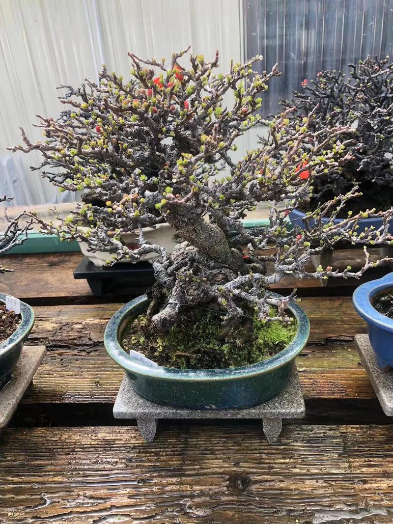 养长寿梅的注意事项，长寿梅盆栽？-第5张图片-优品飞百科