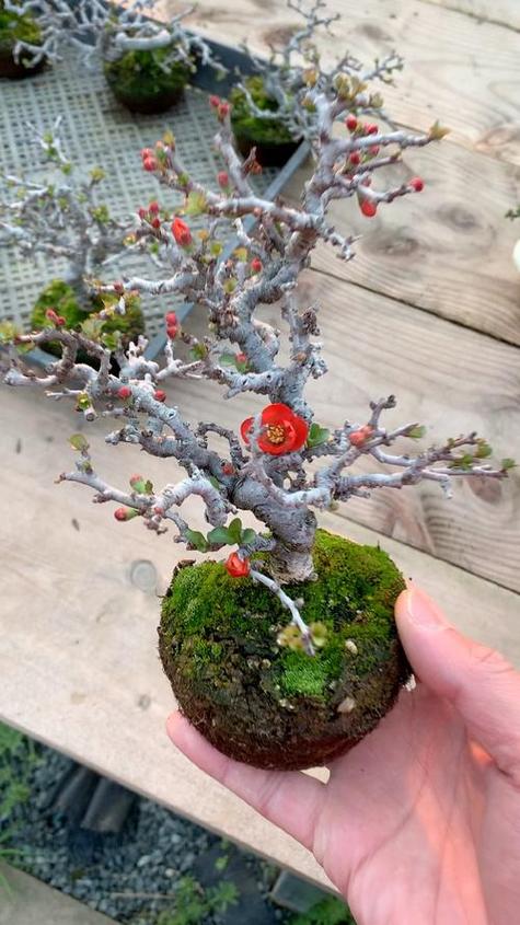 养长寿梅的注意事项，长寿梅盆栽？-第6张图片-优品飞百科