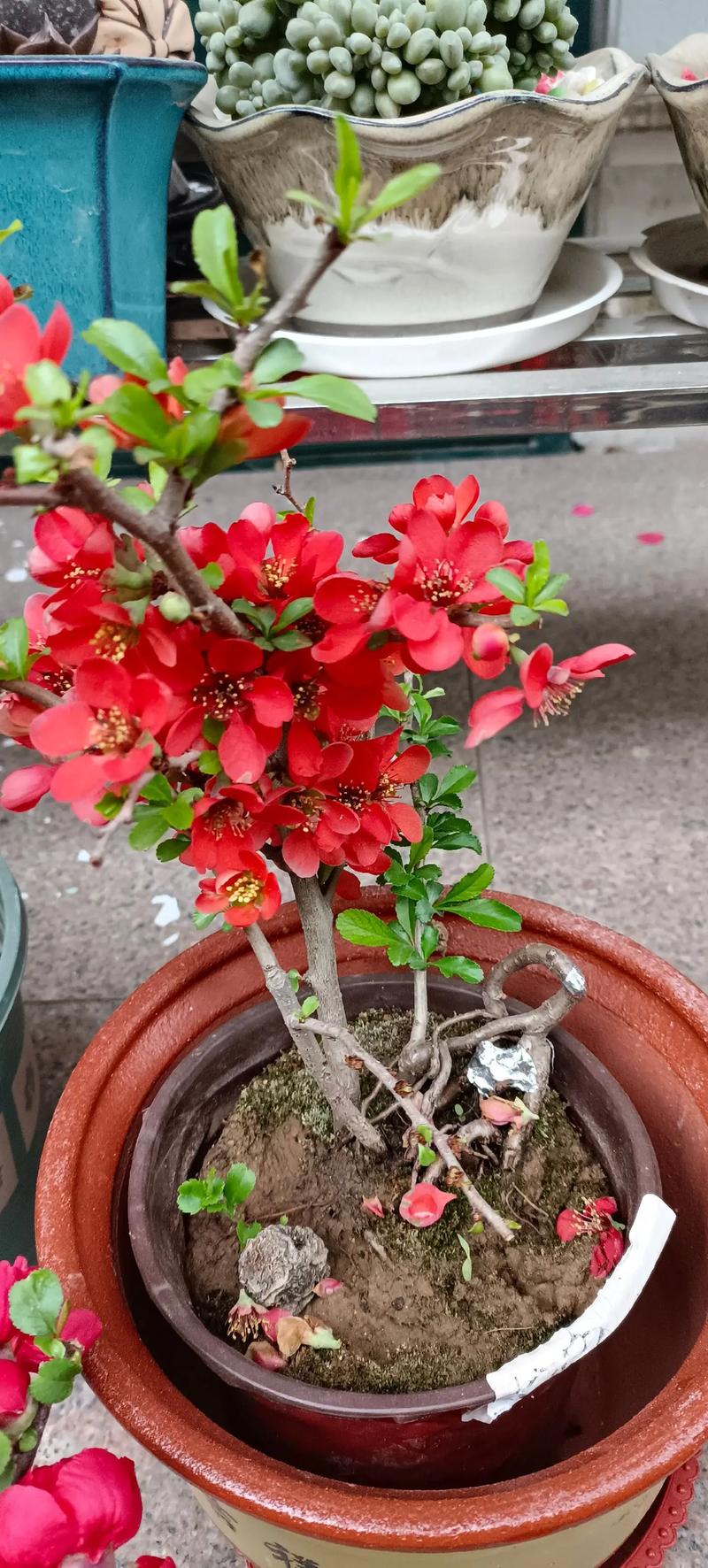 养长寿梅的注意事项，长寿梅盆栽？-第7张图片-优品飞百科