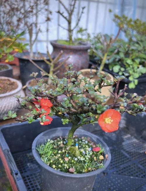 养长寿梅的注意事项，长寿梅盆栽？-第8张图片-优品飞百科