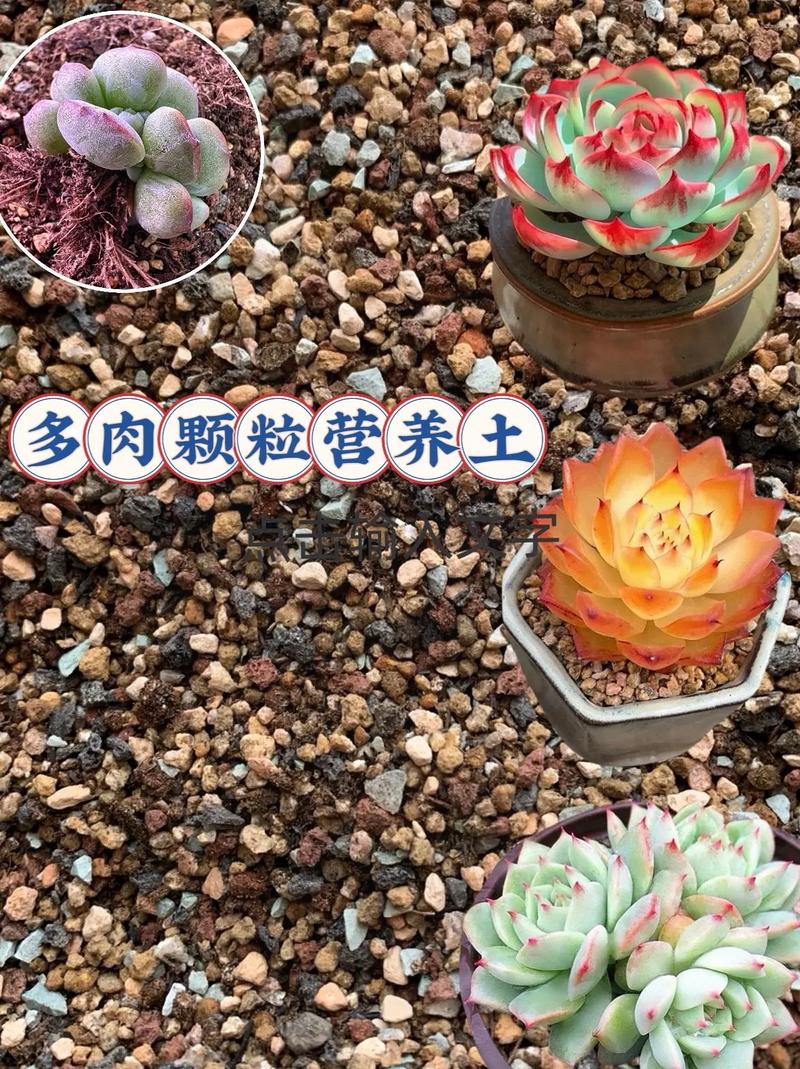 新买的肉肉如何种植,新买的植物肉肉的怎么养殖-第1张图片-优品飞百科 新买的肉肉如何种植,新买的植物肉肉的怎么养殖-第1张图片-优品飞百科