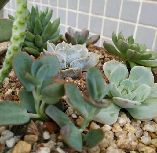 新买的肉肉如何种植,新买的植物肉肉的怎么养殖-第5张图片-优品飞百科 新买的肉肉如何种植,新买的植物肉肉的怎么养殖-第5张图片-优品飞百科