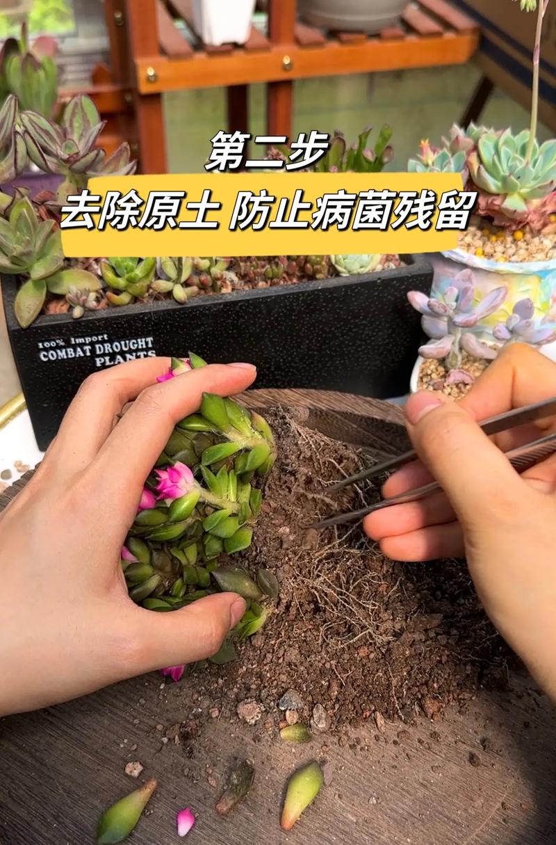 新买的肉肉如何种植,新买的植物肉肉的怎么养殖-第6张图片-优品飞百科 新买的肉肉如何种植,新买的植物肉肉的怎么养殖-第6张图片-优品飞百科