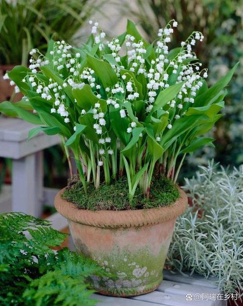 铃兰花怎么养，香水铃兰花怎么养？-第2张图片-优品飞百科