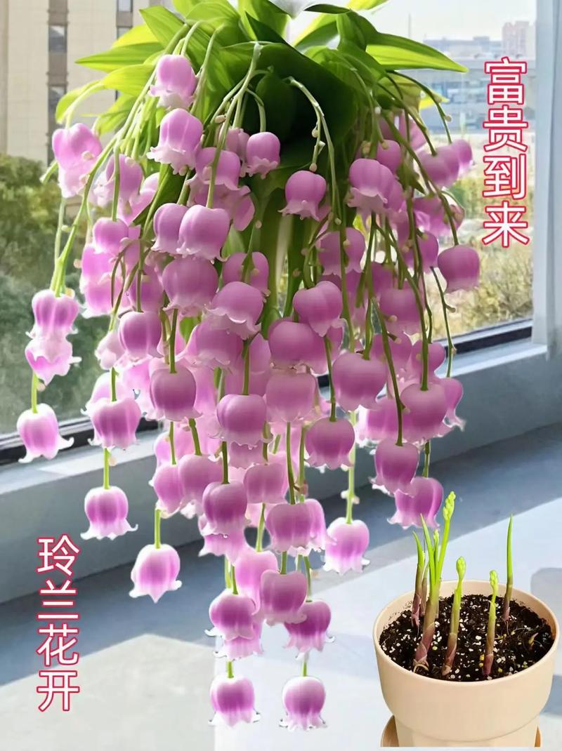 铃兰花怎么养，香水铃兰花怎么养？-第3张图片-优品飞百科