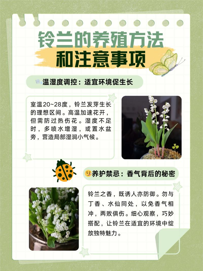 铃兰花怎么养，香水铃兰花怎么养？-第4张图片-优品飞百科