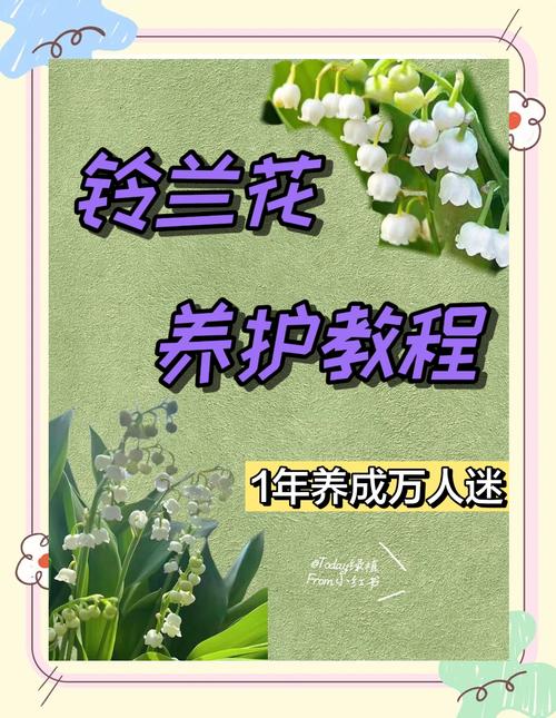 铃兰花怎么养，香水铃兰花怎么养？-第6张图片-优品飞百科