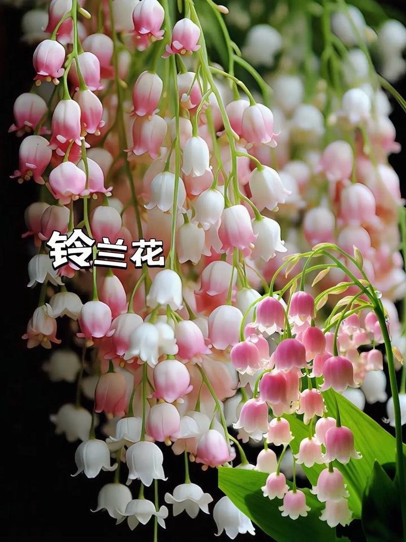 铃兰花怎么养，香水铃兰花怎么养？-第7张图片-优品飞百科