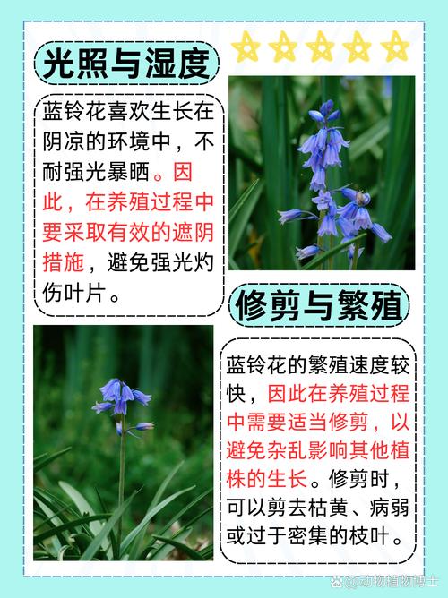 铃兰花怎么养，香水铃兰花怎么养？-第8张图片-优品飞百科