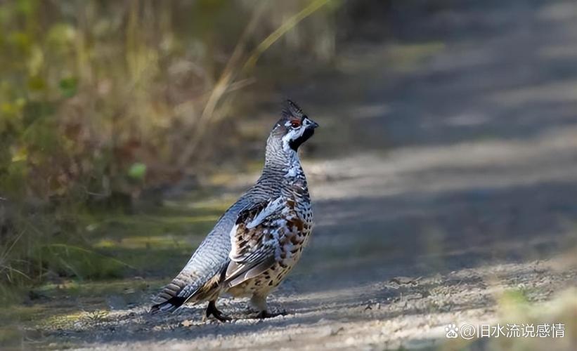 飞龙施肥方法，飞龙施肥方法视频？-第2张图片-优品飞百科