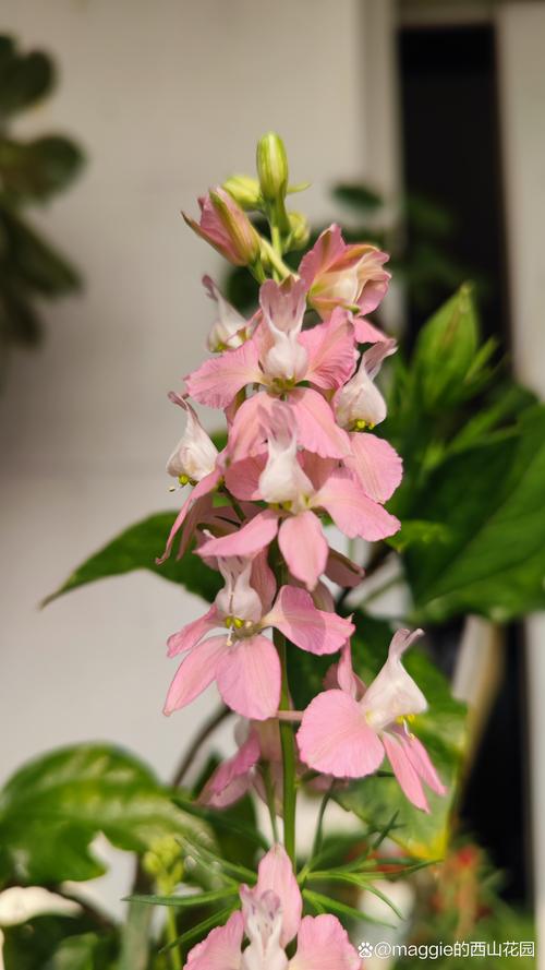 飞龙施肥方法，飞龙施肥方法视频？-第4张图片-优品飞百科