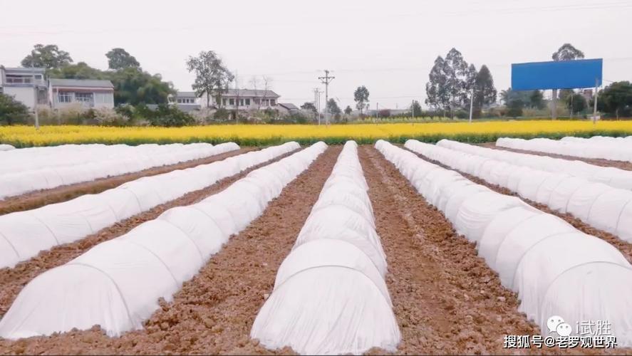 飞龙施肥方法，飞龙施肥方法视频？-第6张图片-优品飞百科