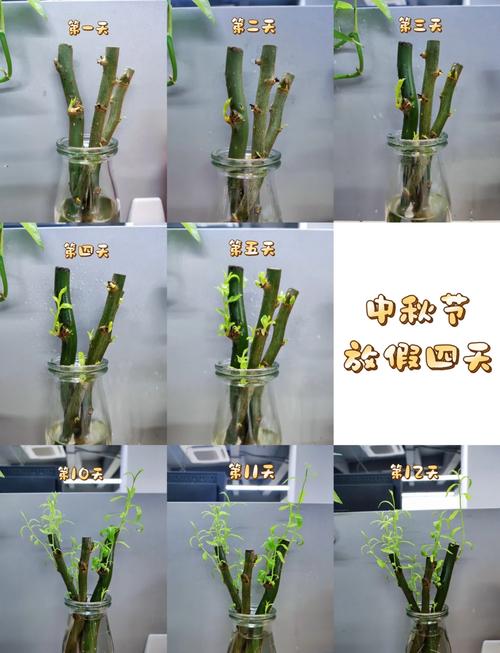 飞龙施肥方法，飞龙施肥方法视频？-第7张图片-优品飞百科