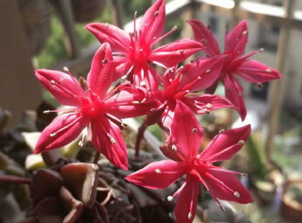 美丽莲怎么养，美丽莲怎么繁殖？