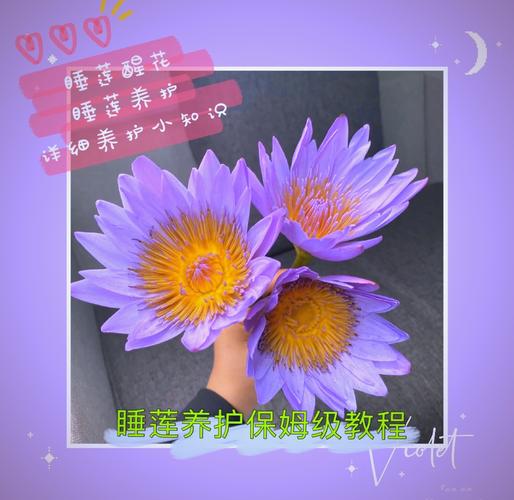 美丽莲怎么养，美丽莲怎么繁殖？-第2张图片-优品飞百科