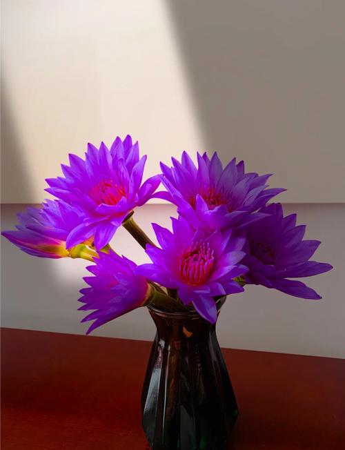 美丽莲怎么养，美丽莲怎么繁殖？-第3张图片-优品飞百科