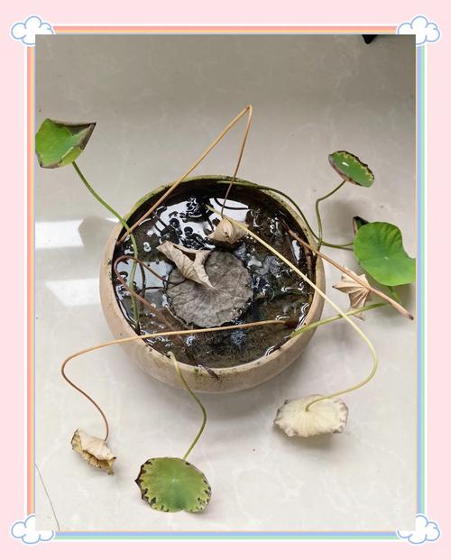 美丽莲怎么养，美丽莲怎么繁殖？-第4张图片-优品飞百科