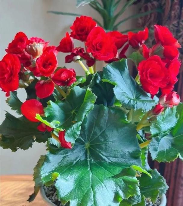 丽格海棠怎么摘心，丽格海棠怎么剪枝-第1张图片-优品飞百科