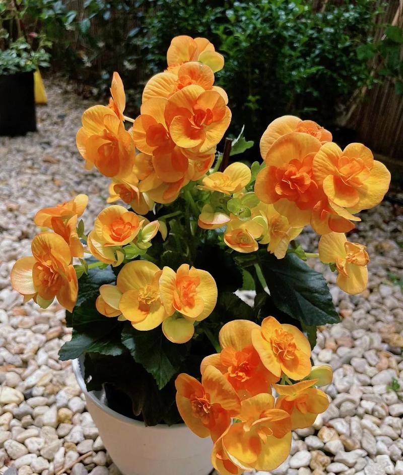 丽格海棠怎么摘心，丽格海棠怎么剪枝-第2张图片-优品飞百科