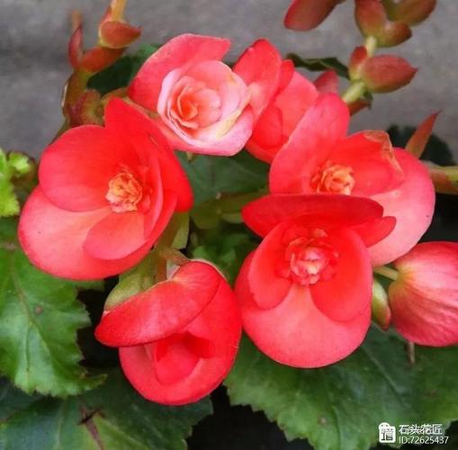 丽格海棠怎么摘心，丽格海棠怎么剪枝-第3张图片-优品飞百科