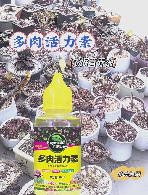 多肉营养液怎么配制？多肉植物营养液怎么配？