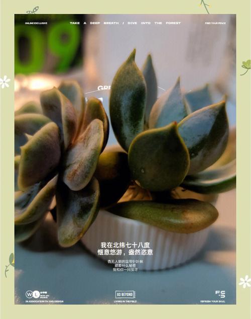 多肉营养液怎么配制?多肉植物营养液怎么配?-第2张图片-优品飞百科 多肉营养液怎么配制?多肉植物营养液怎么配?-第2张图片-优品飞百科
