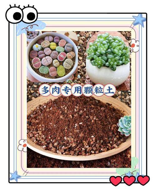 多肉营养液怎么配制?多肉植物营养液怎么配?-第4张图片-优品飞百科 多肉营养液怎么配制?多肉植物营养液怎么配?-第4张图片-优品飞百科