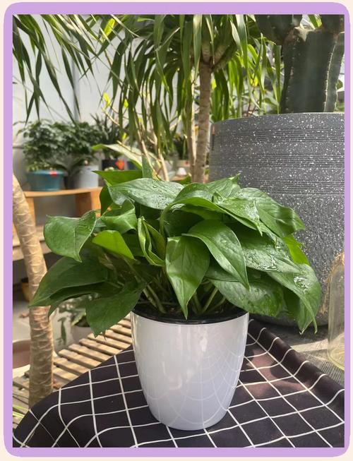 冬天绿萝要施肥吗,冬天绿萝可以施肥吗-第2张图片-优品飞百科 冬天绿萝要施肥吗,冬天绿萝可以施肥吗-第2张图片-优品飞百科