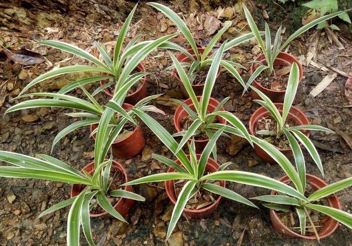 冬天绿萝要施肥吗,冬天绿萝可以施肥吗-第3张图片-优品飞百科 冬天绿萝要施肥吗,冬天绿萝可以施肥吗-第3张图片-优品飞百科