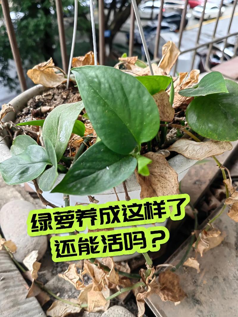 冬天绿萝要施肥吗,冬天绿萝可以施肥吗-第4张图片-优品飞百科 冬天绿萝要施肥吗,冬天绿萝可以施肥吗-第4张图片-优品飞百科