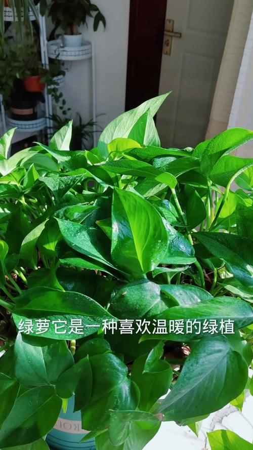 冬天绿萝要施肥吗,冬天绿萝可以施肥吗-第6张图片-优品飞百科 冬天绿萝要施肥吗,冬天绿萝可以施肥吗-第6张图片-优品飞百科