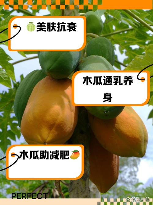 木瓜种植技术,木瓜种植技术与管理方法?-第2张图片-优品飞百科 木瓜种植技术,木瓜种植技术与管理方法?-第2张图片-优品飞百科