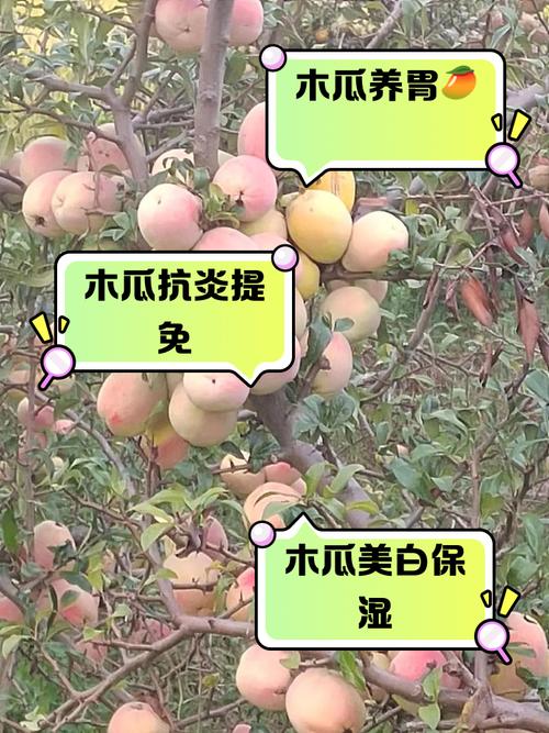 木瓜种植技术,木瓜种植技术与管理方法?-第3张图片-优品飞百科 木瓜种植技术,木瓜种植技术与管理方法?-第3张图片-优品飞百科