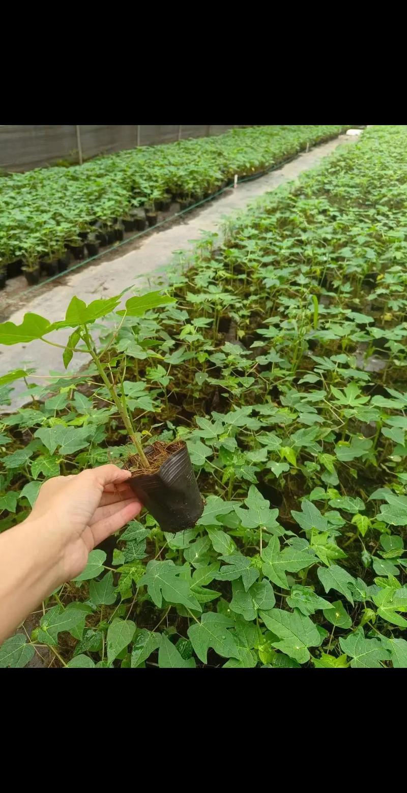 木瓜种植技术,木瓜种植技术与管理方法?-第4张图片-优品飞百科 木瓜种植技术,木瓜种植技术与管理方法?-第4张图片-优品飞百科