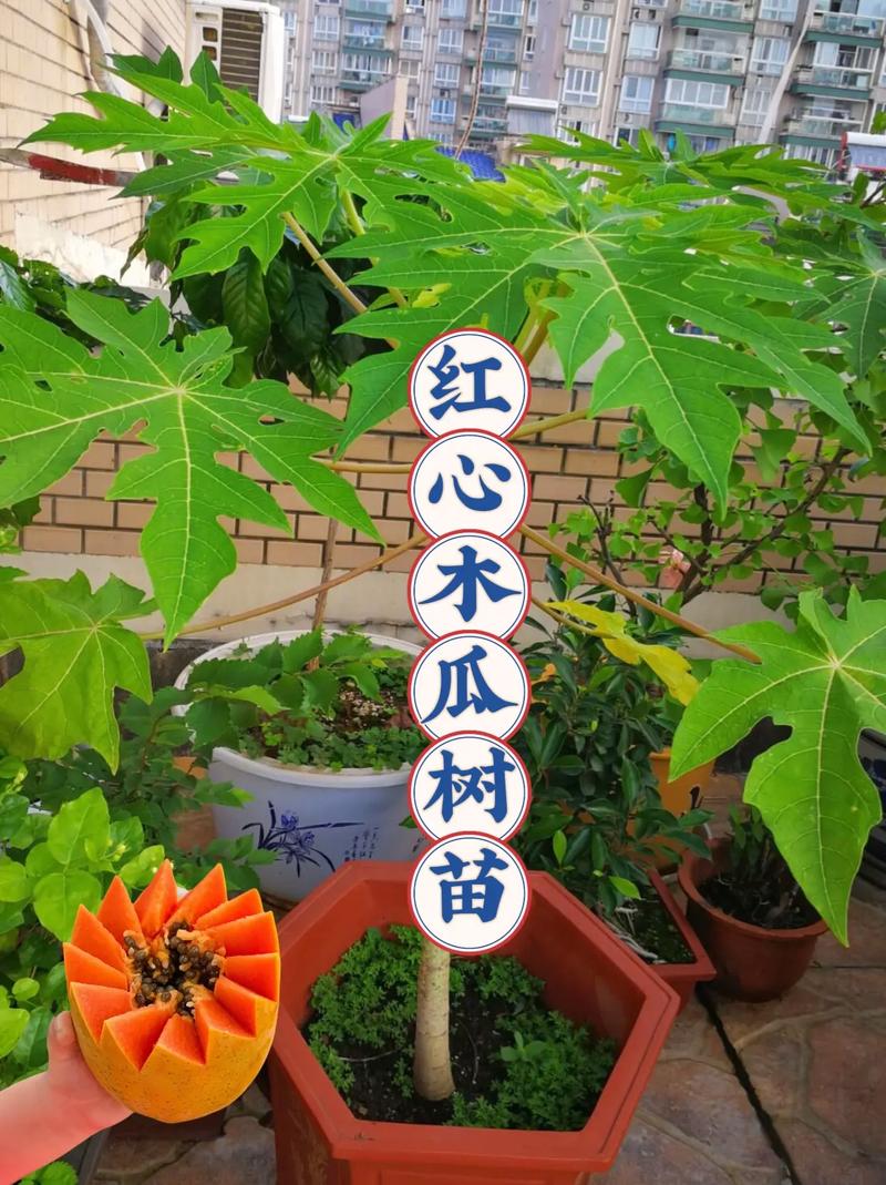 木瓜种植技术,木瓜种植技术与管理方法?-第5张图片-优品飞百科 木瓜种植技术,木瓜种植技术与管理方法?-第5张图片-优品飞百科