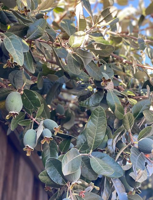 菲油果怎么养殖，菲油果盆栽定植管理技术-第1张图片-优品飞百科