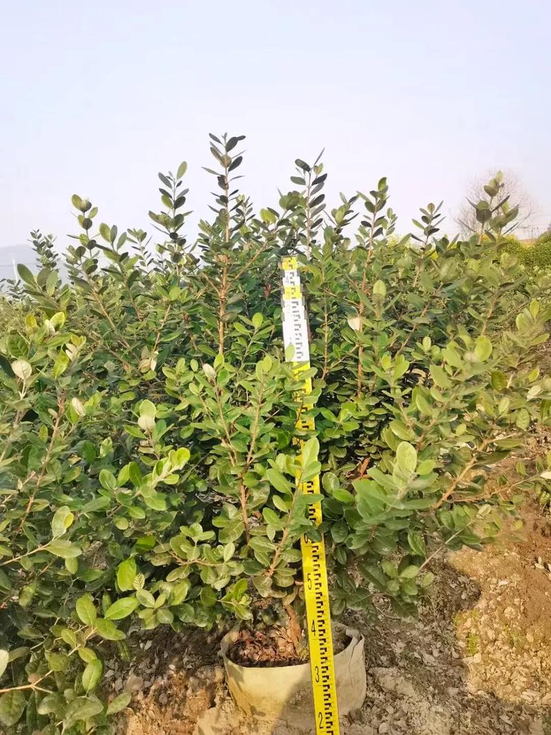 菲油果怎么养殖，菲油果盆栽定植管理技术-第2张图片-优品飞百科