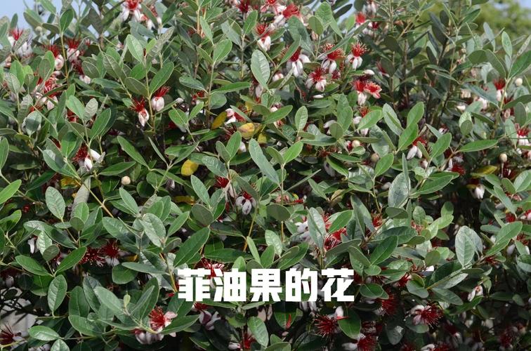 菲油果怎么养殖，菲油果盆栽定植管理技术-第3张图片-优品飞百科