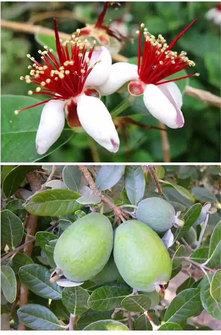 菲油果怎么养殖，菲油果盆栽定植管理技术-第4张图片-优品飞百科