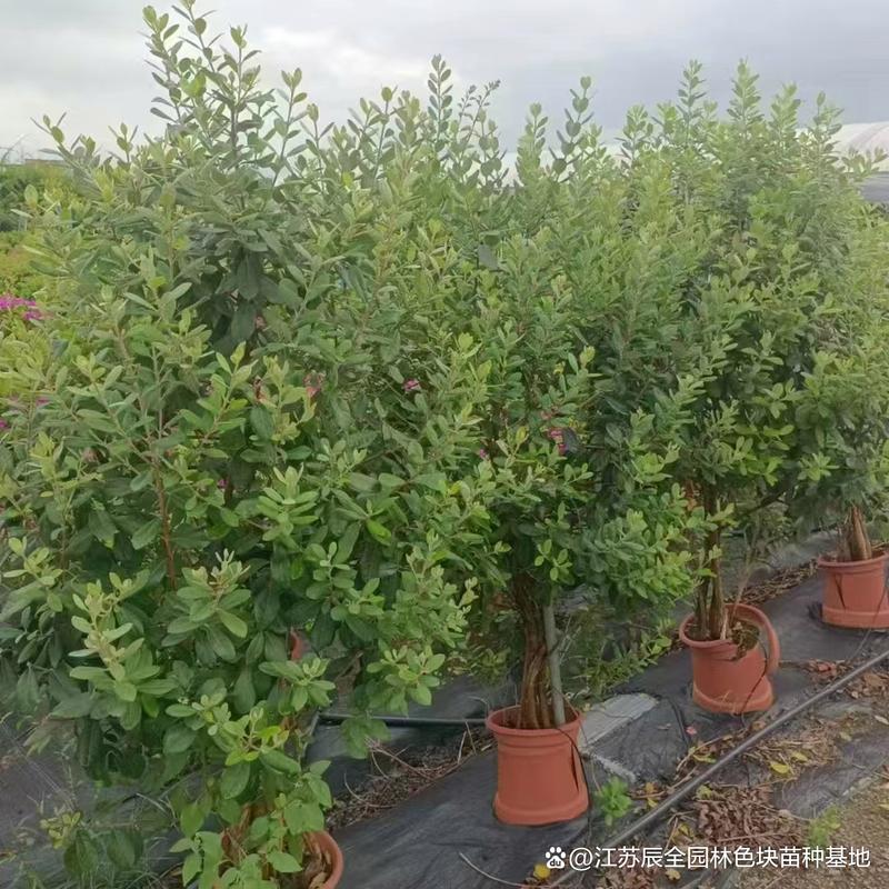 菲油果怎么养殖，菲油果盆栽定植管理技术-第5张图片-优品飞百科