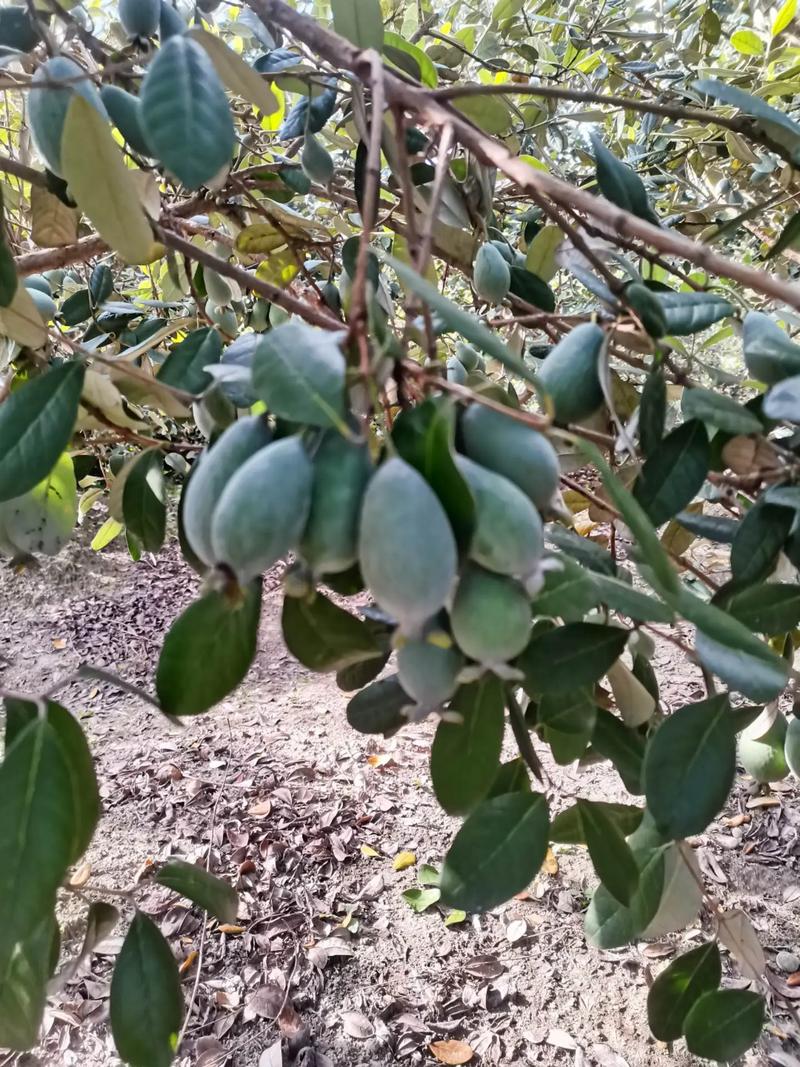 菲油果怎么养殖，菲油果盆栽定植管理技术-第6张图片-优品飞百科