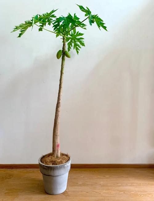 木瓜树种植方法？木瓜树的养殖方法和注意事项？-第1张图片-优品飞百科