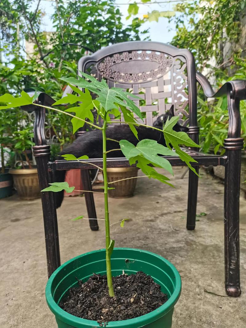 木瓜树种植方法？木瓜树的养殖方法和注意事项？-第2张图片-优品飞百科