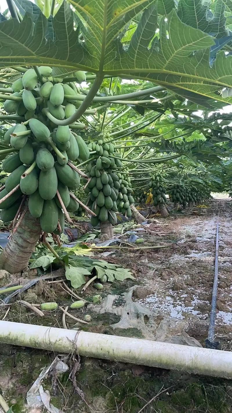 木瓜树种植方法？木瓜树的养殖方法和注意事项？-第3张图片-优品飞百科