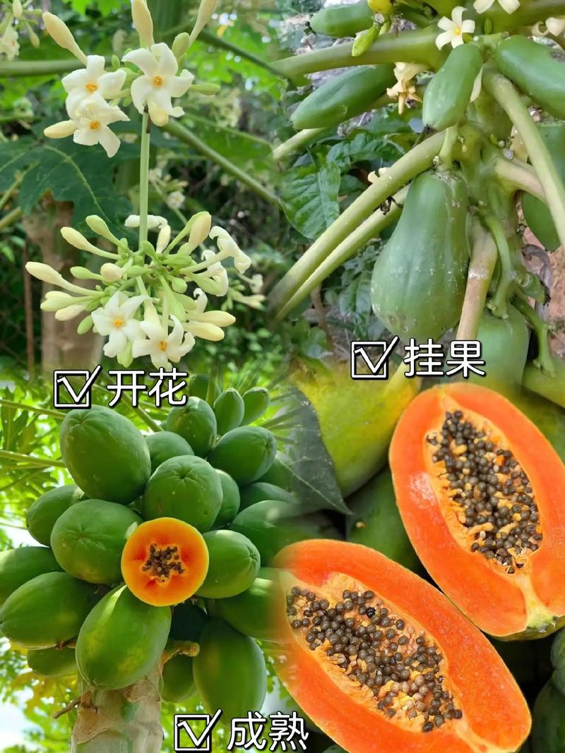 木瓜树种植方法？木瓜树的养殖方法和注意事项？-第4张图片-优品飞百科